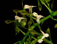 Epi. paniculatum closeup